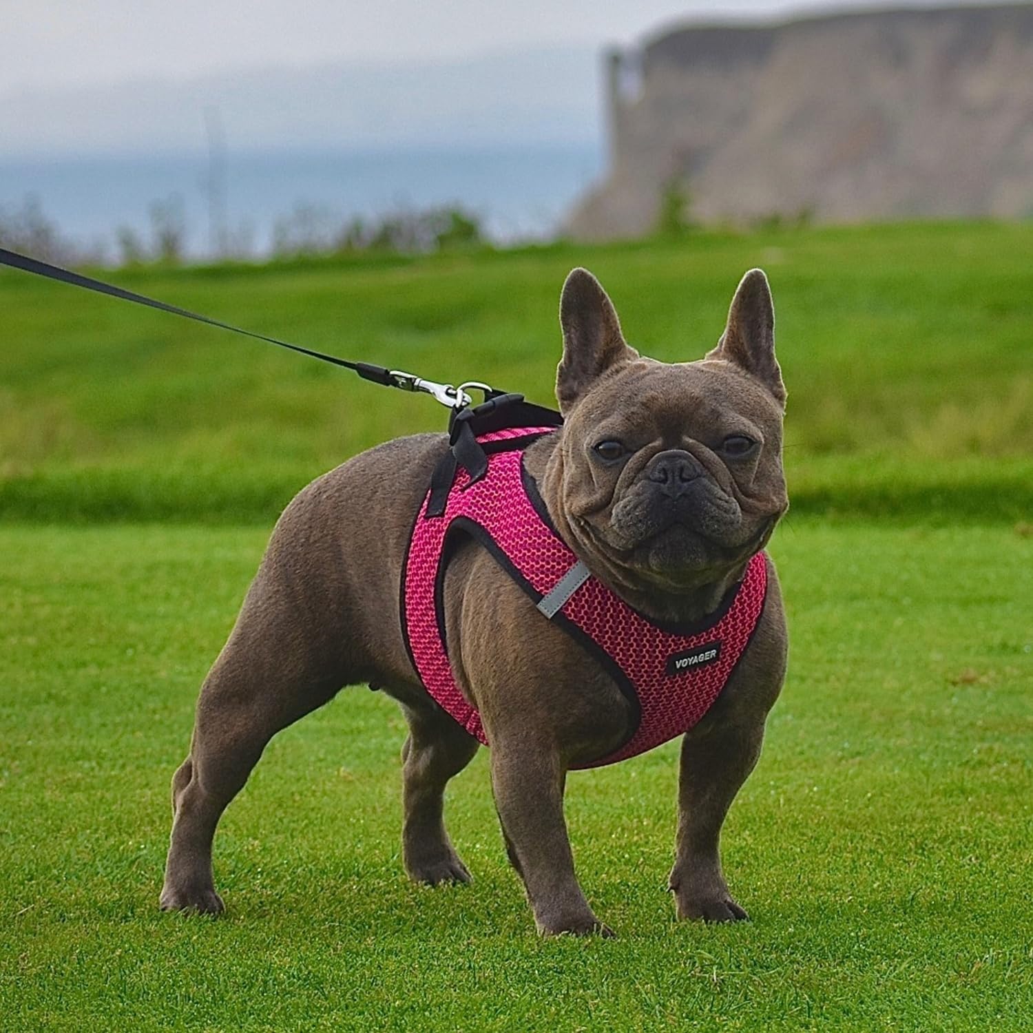 Best Pet Supplies Voyager Step-in Air Dog Harness - All Weather Mesh Step in Vest Harness for Small and Medium Dogs - Fuchsia (2-Tone), XS
