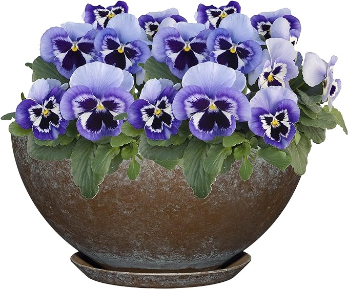 Classic Home and Garden 9010D-377R Premiere Collection Planter, Rosie 10