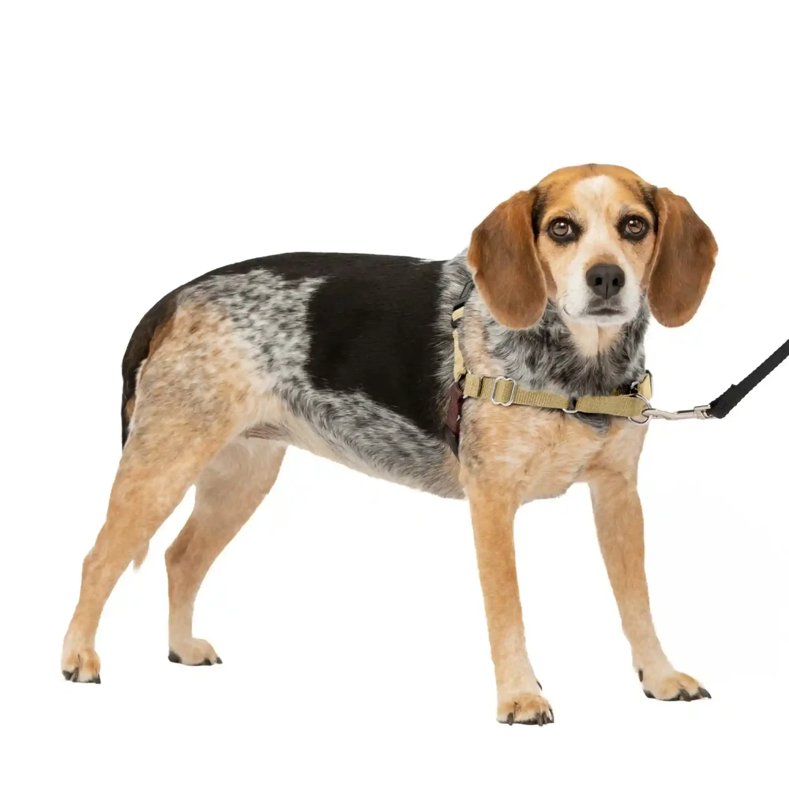 PetSafe Easy Walk Dog Harness No Pull Brown