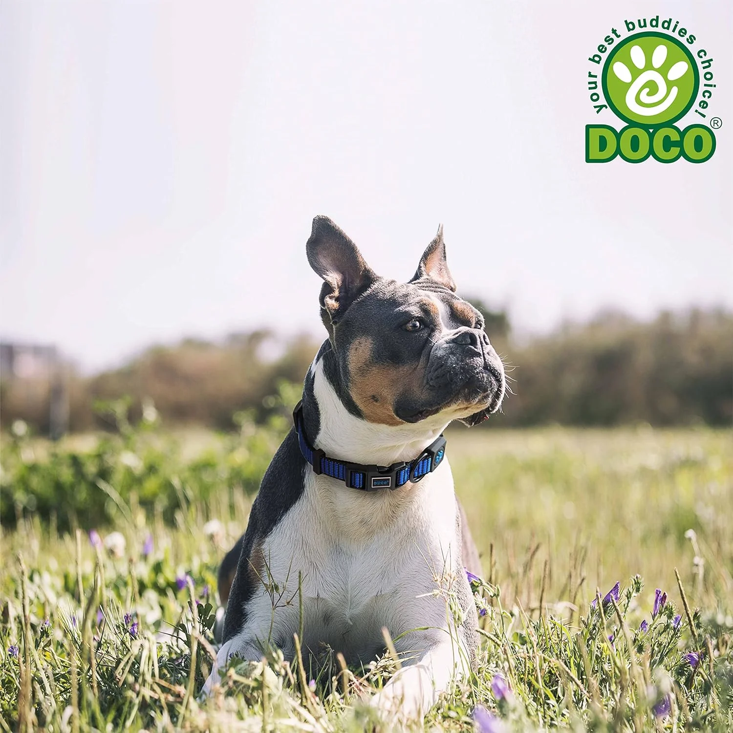 DOCO Martini Bean Pet Collar – Stylish, Comfortable, and Durable